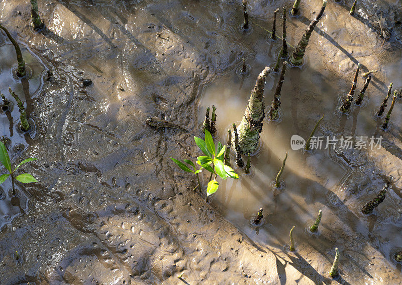 软木树根向上生长，帮助树木在咸水条件下生长良好，越南Soc Trang红树林